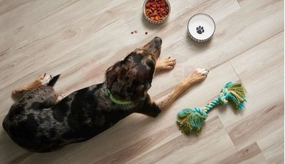 Gia đình có thú cưng nên lắp đặt sàn gỗ nào?