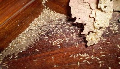 Sàn gỗ công nghiệp có bị mối ăn mòn không? Các cách diệt mối sàn gỗ