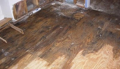 Cách xử lý sàn gỗ bị ngấm nước nhanh chóng và hiệu quả