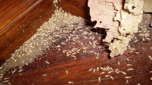 Sàn gỗ công nghiệp có bị mối ăn mòn không? Các cách diệt mối sàn gỗ