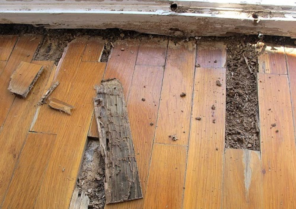 Sàn gỗ công nghiệp có bị mối ăn mòn